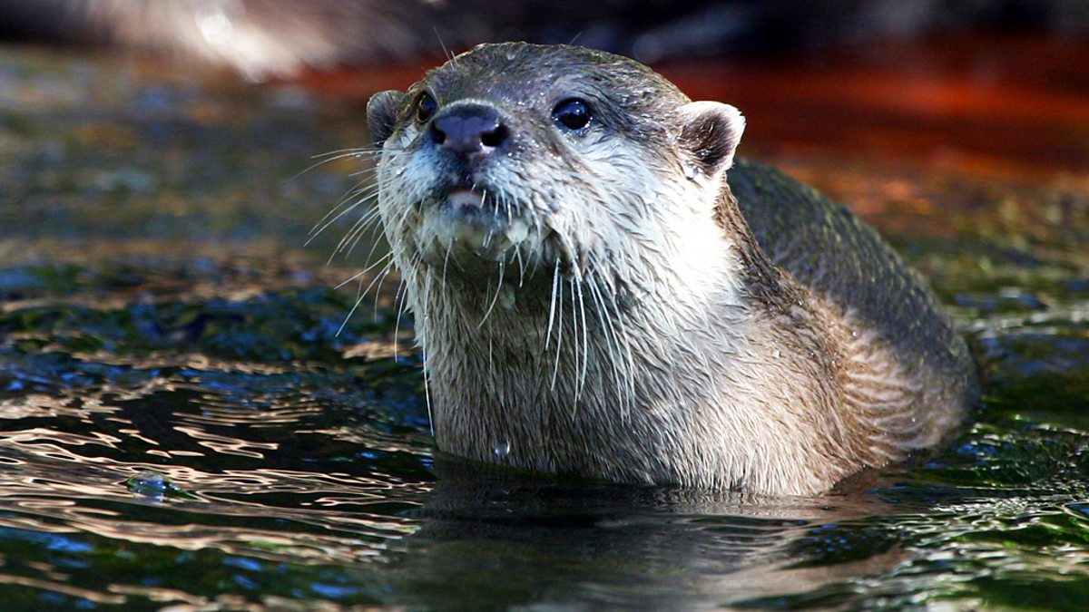 BBC Scotland - BBC Scotland, Out of Doors: Meeting Arran's otters