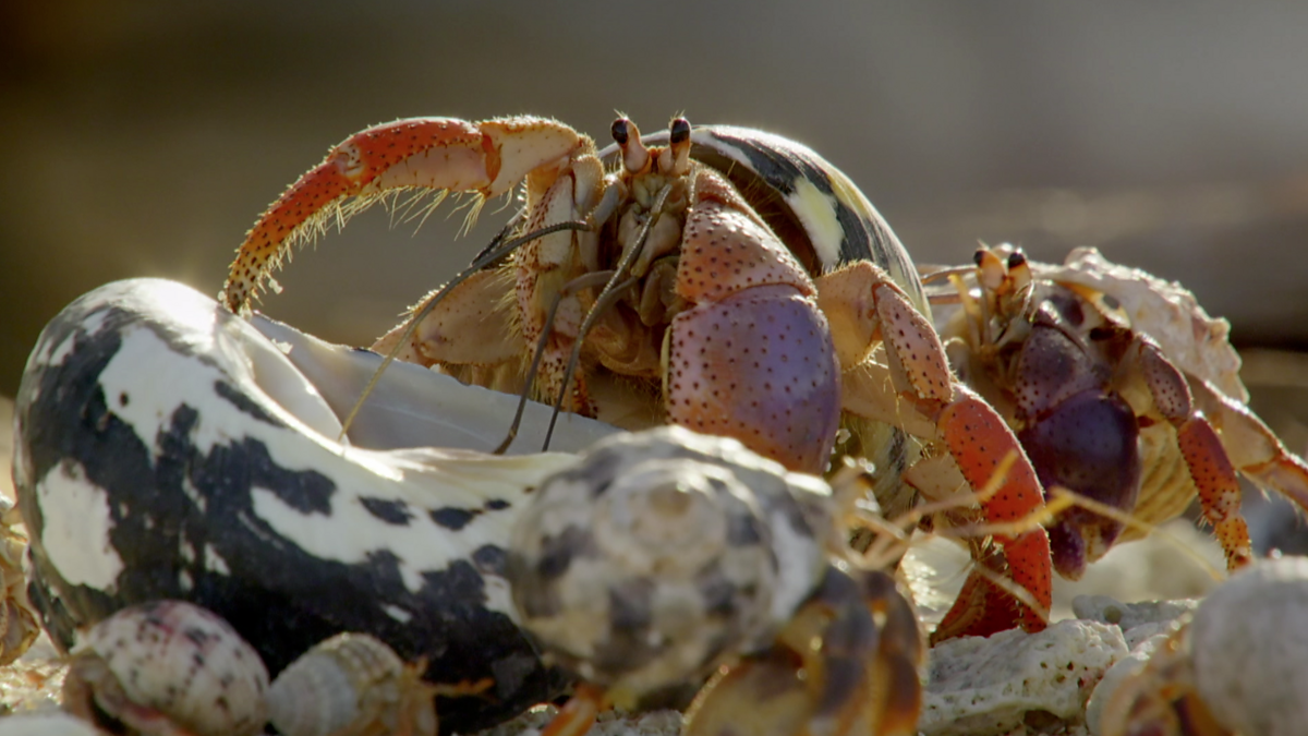 BBC Two - Natural World, 2017-2018, Nature's Miniature Miracles, Hermit ...