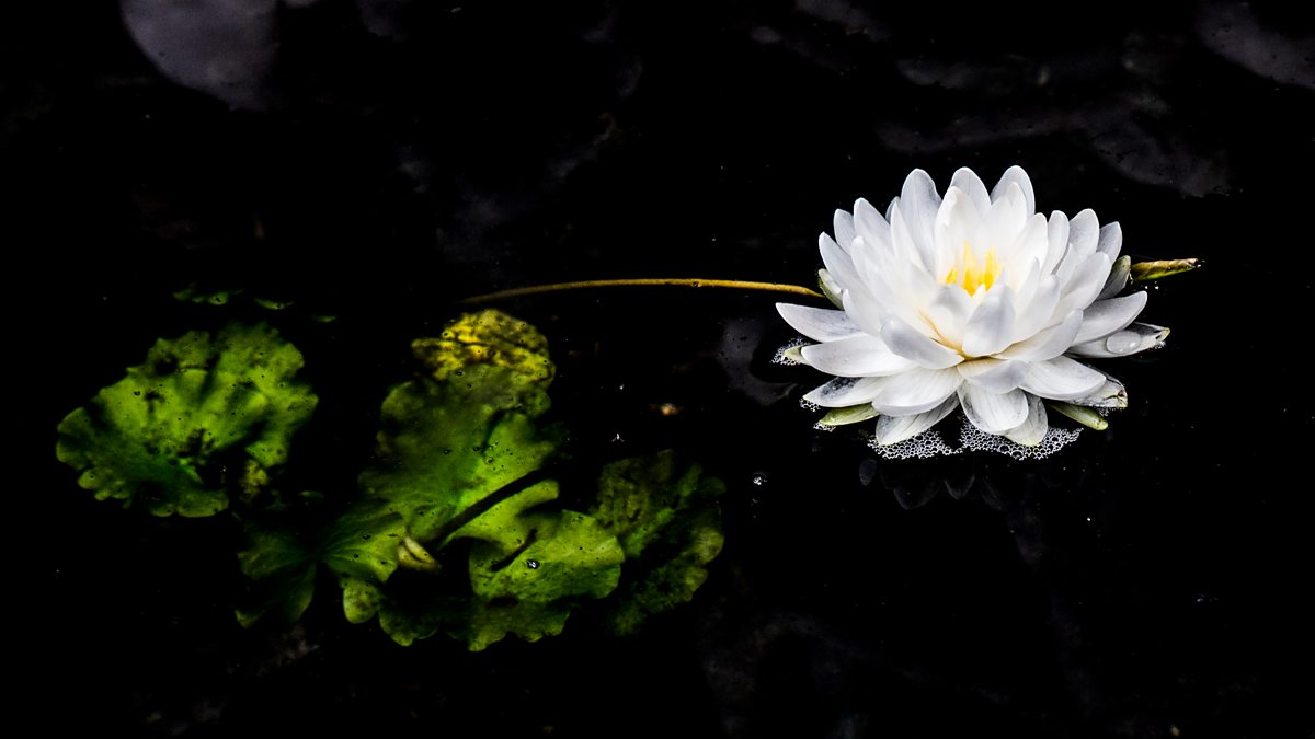 BBC World Service Science In Action, Bioinspiration Lotus Flower