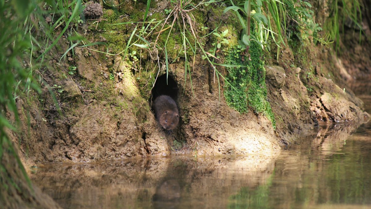 BBC Blogs - Springwatch - Water voles: why this endearing, yet ...