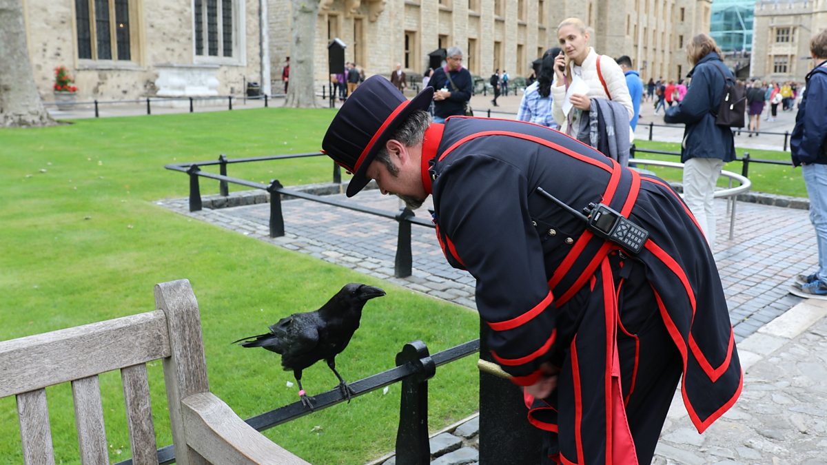 The tower of london legend. Тауэр бифитеры вороны. Тауэр в Лондоне вороны. Вороны в лондонском Тауэре. Лондонский Тауэр черные вороны.