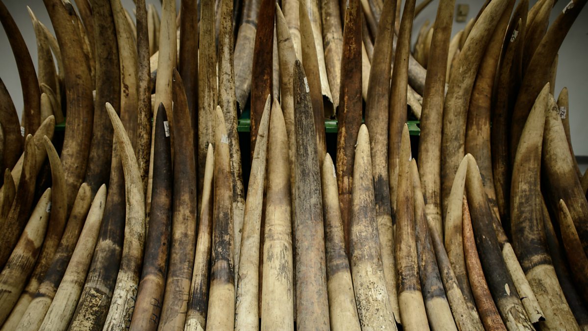 BBC World Service - Newsday, Hong Kong plans to ban ivory trade