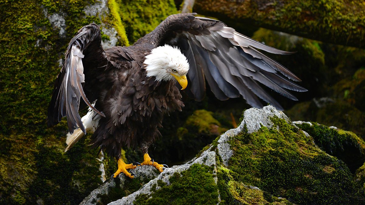 BBC One - Wild Alaska Live - Bald eagle