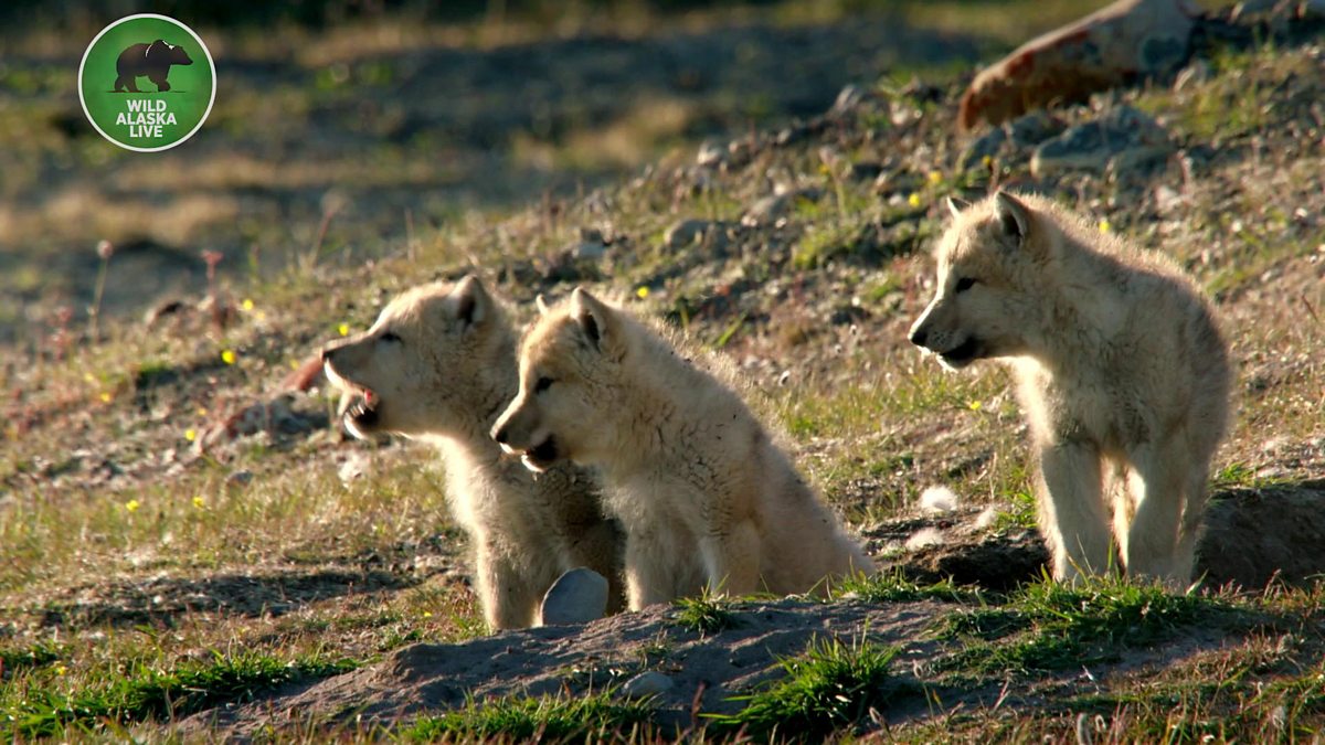 BBC One - Wild Alaska Live, Series 1, Episode 1, The grey wolf