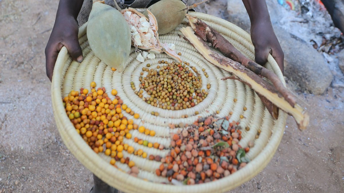 BBC World Service The Food Chain, Health lessons with the Hadza, This breakfast could change