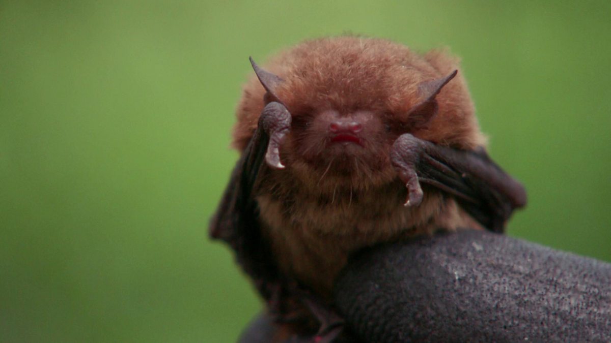 BBC One - Wild UK, Series 1, Rivers, Searching for soprano pipistrelle bats