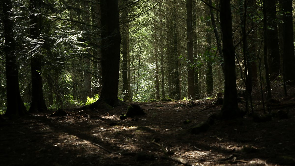 BBC Two - Springwatch - Explore a British forest through this beautiful ...