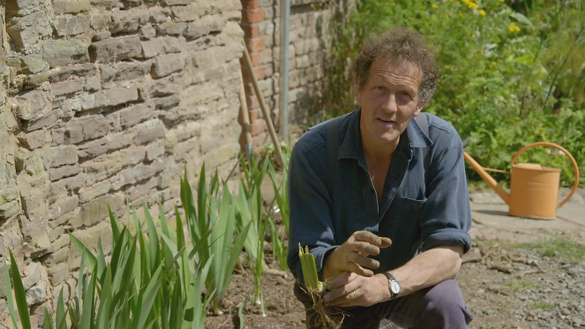 How to Grow Iris  BBC Gardeners World Magazine