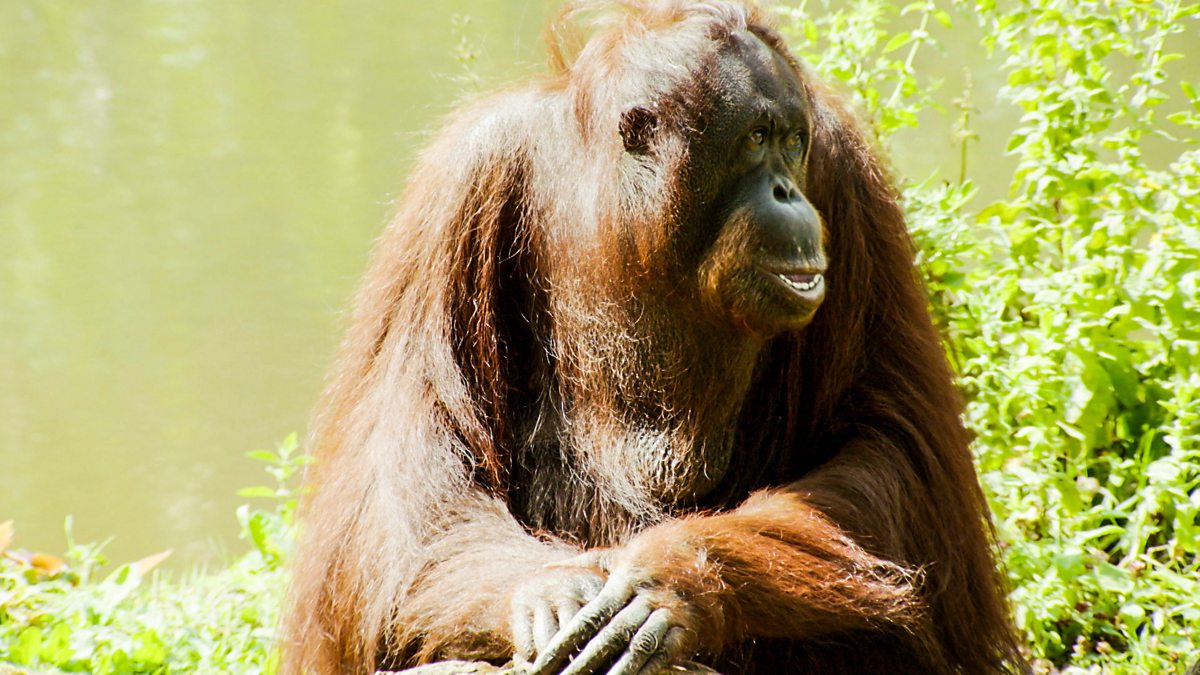 The Zoo Series 1 9. Going Ape BBC iPlayer