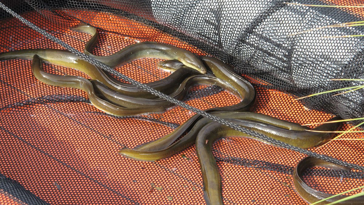 BBC Radio 4 - Natural Histories, Eel