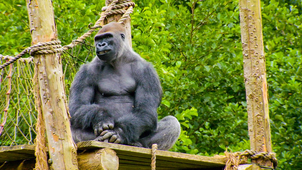 The Zoo Series 1 14. Meet the Humans BBC iPlayer