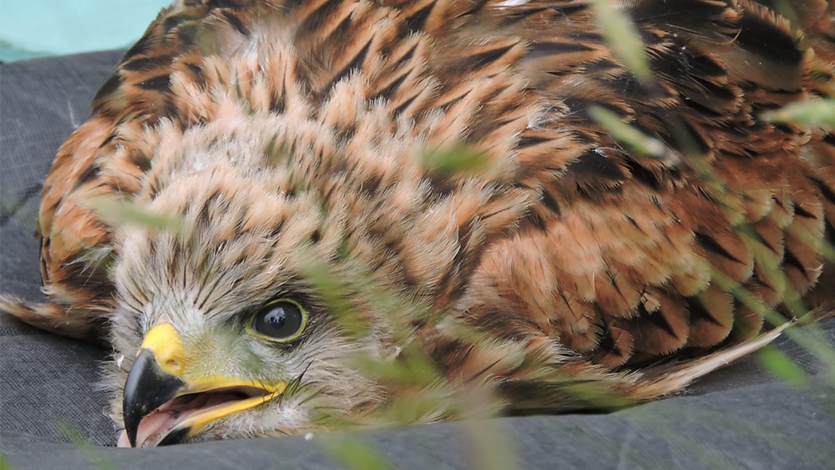 BBC One - Home Ground, Series 3, Episode 1, Observing red kite chicks