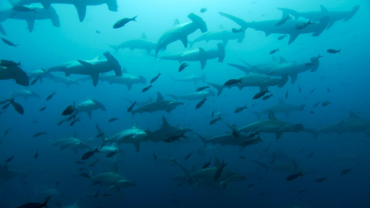 Shark Bites - Series 1: 6. Hammerhead Shark - BBC iPlayer