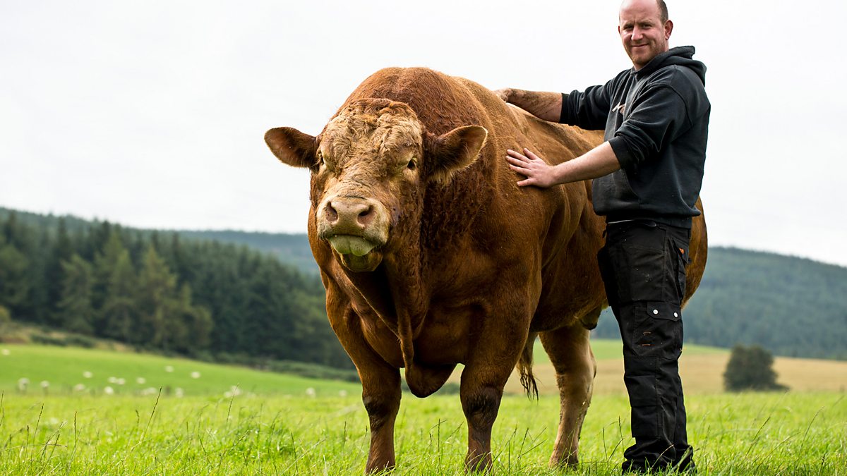 This farming life. Жизнь на ферме. Шотландские фермы. Buffalo Farm. Шотландия ферма Гохфельд.