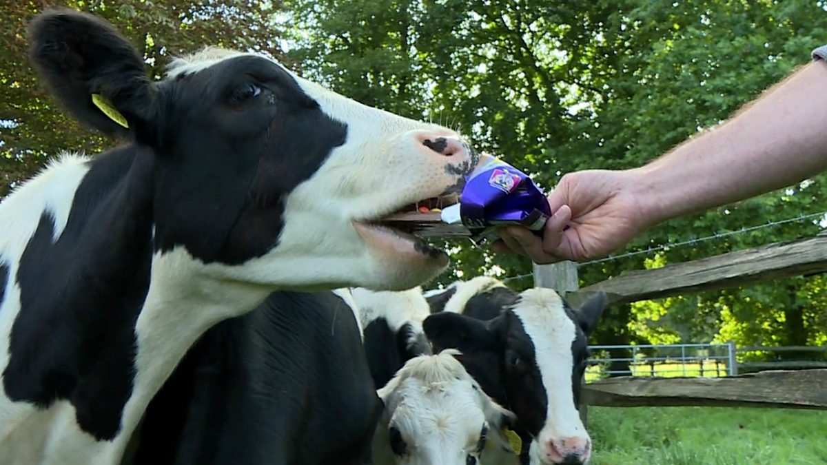 BBC World Service The Food Chain, Cow Candy
