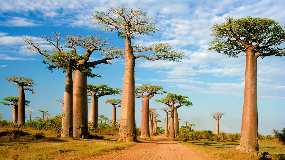 Timeless Witnesses: Discovering the Living Legends - Baobab Trees of ...