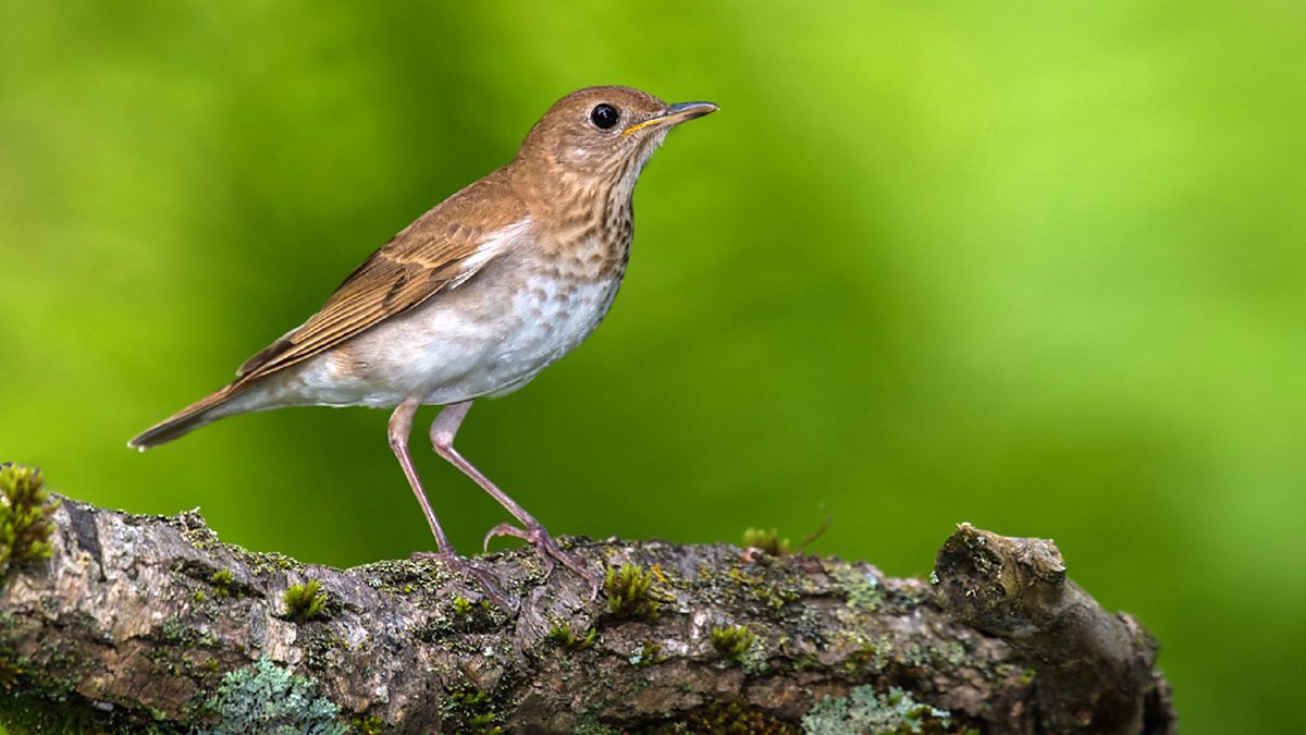 BBC Radio 4 - Tweet of the Day, David Rothenberg on the Veery Thrush