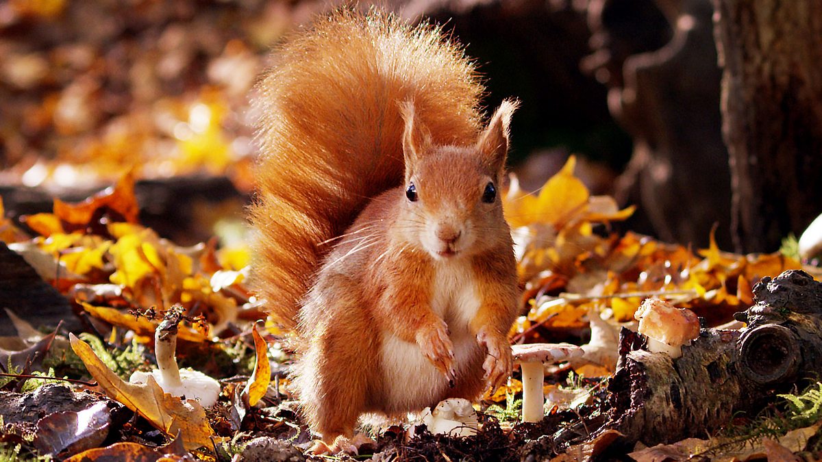 BBC Radio 4 - You and Yours, Red squirrel conservation; Viagogo ...