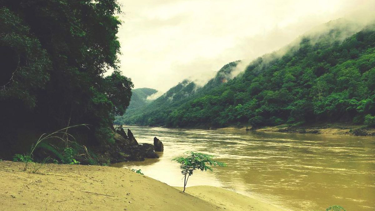 BBC World Service The Documentary, The Silent Forest, The Silent