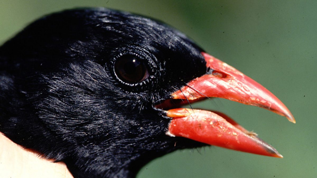 Bbc Radio 4 The Life Scientific Tim Birkhead On Bird Promiscuity 