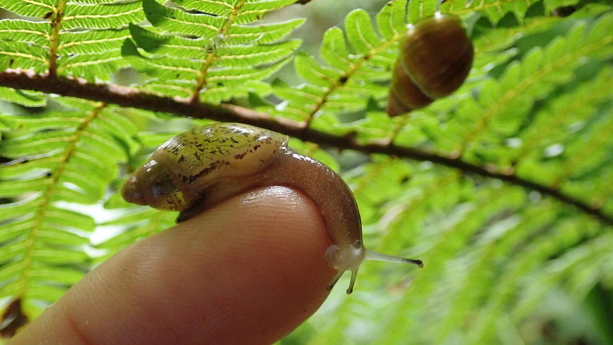 BBC World Service Discovery, SOS Snail, 'Extinct' Partula snails