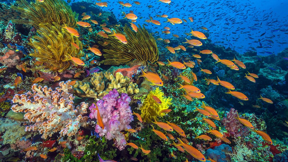 BBC One - Blue Planet II - Creating an underwater soundscape