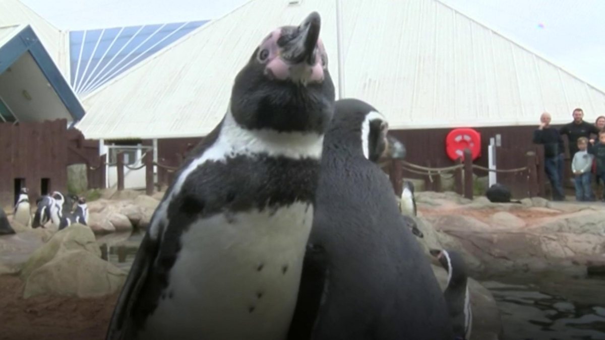 BBC Homes wanted for park's penguins