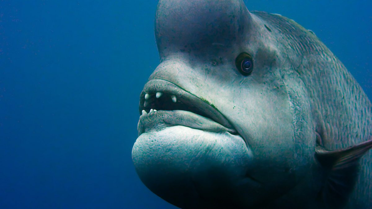 BBC One - Blue Planet II - Filming fish that change sex