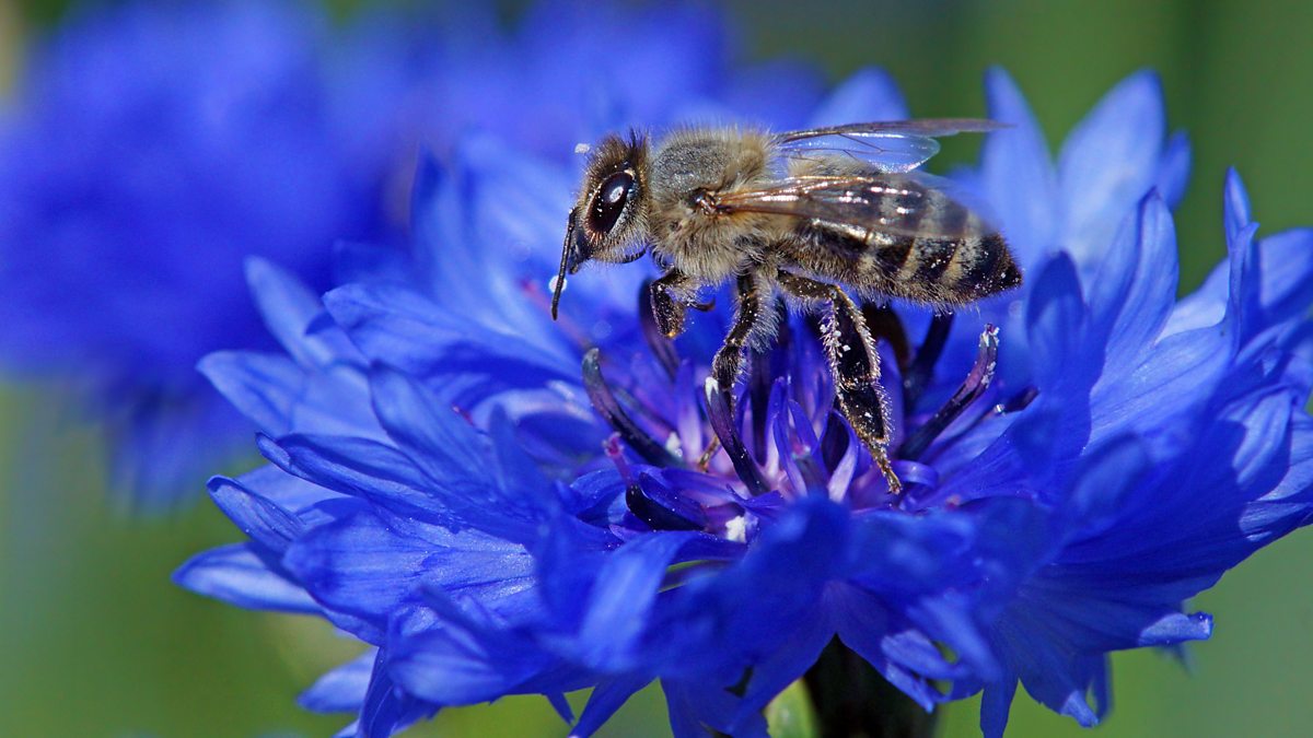 BBC World Service The Science Hour, Where Have All The Flying Insects