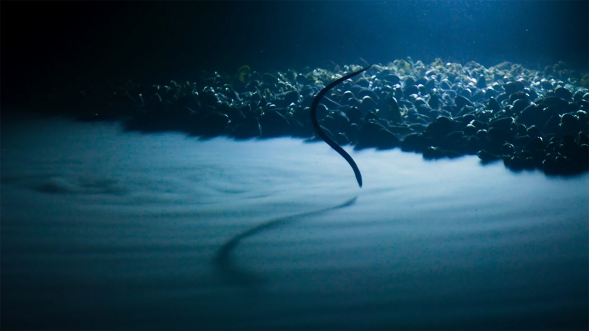 blue planet deep sea orb