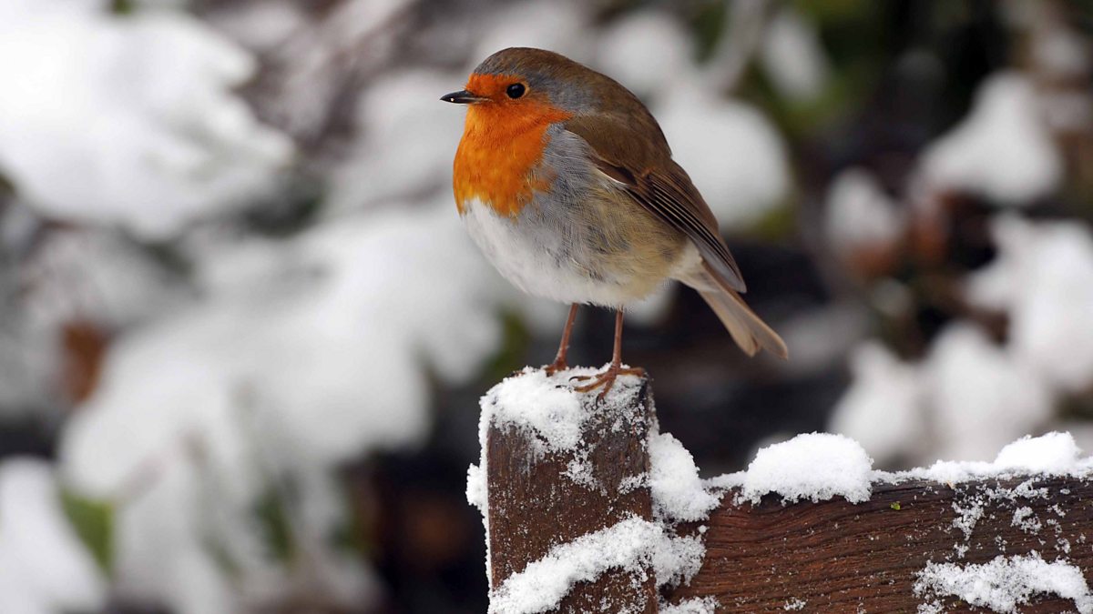 BBC Radio 4 Radio 4 in Four Eight reasons why we love robins