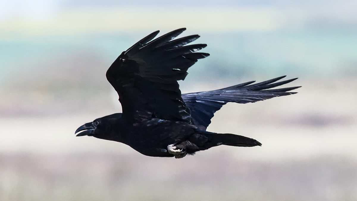 Bbc Radio 4 - Tweet Of The Day, Paul Evans On The Raven