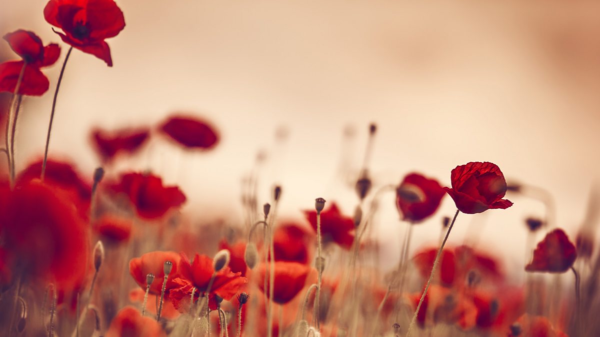 BBC Radio 3 The Essay Seven Significant Facts About Poppies