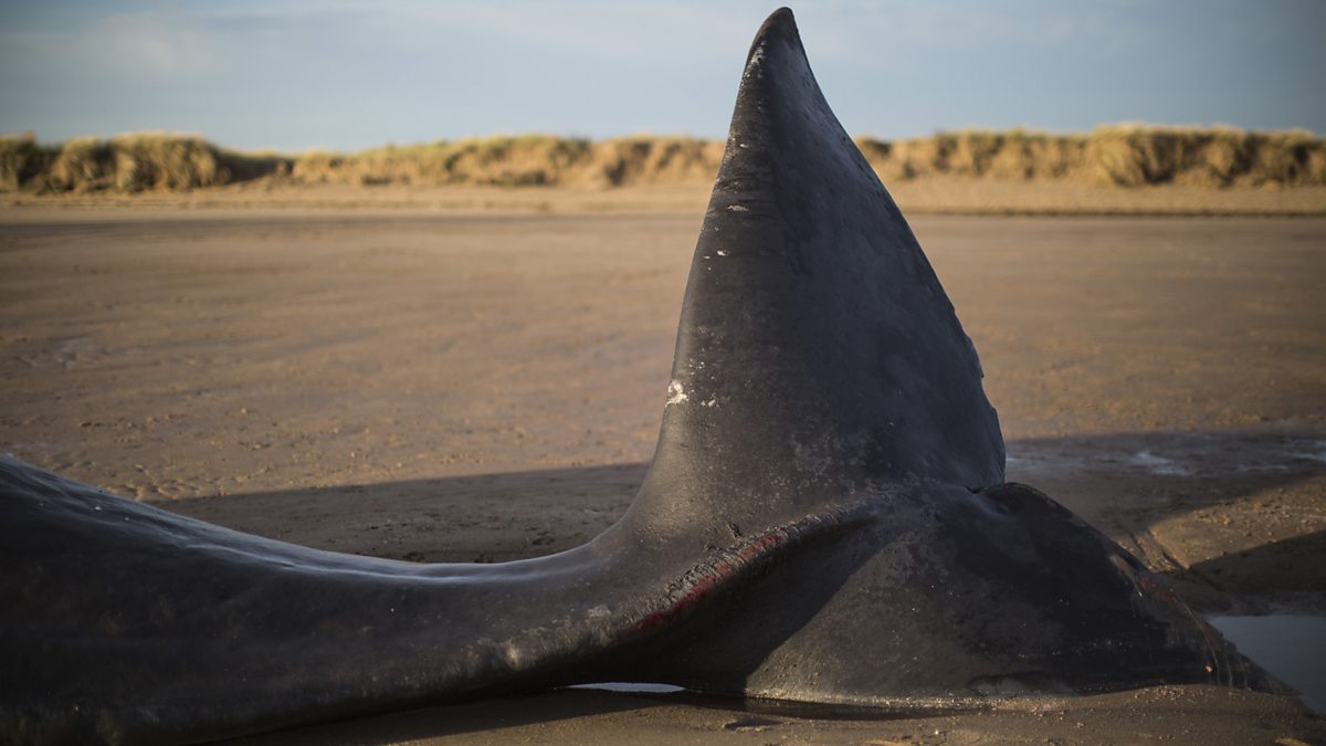 BBC World Service Witness History, The Exploding Whale