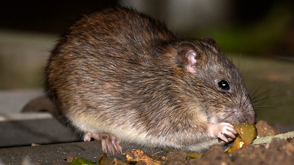 BBC World Service - Weekend, Rats Wreak Havoc in New Orleans