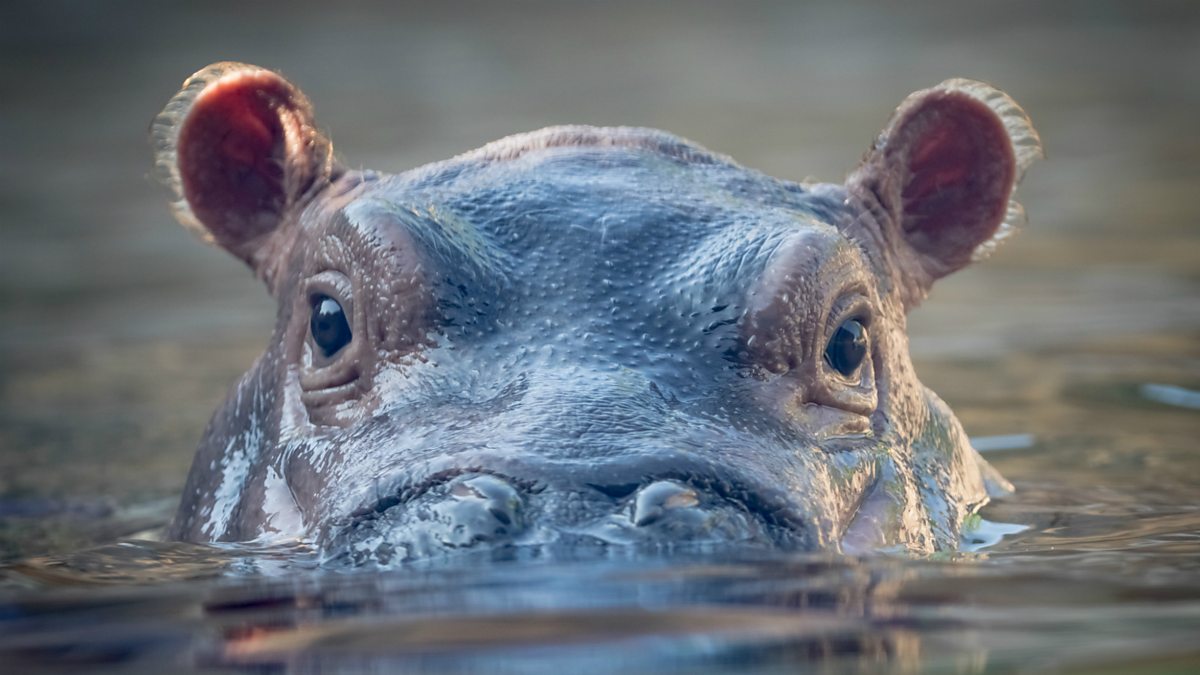 Hippo Holiday