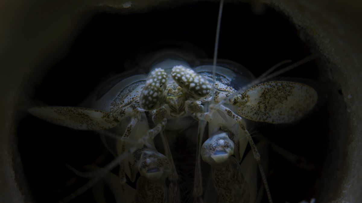 BBC One Blue II Filming mantis shrimp infidelity