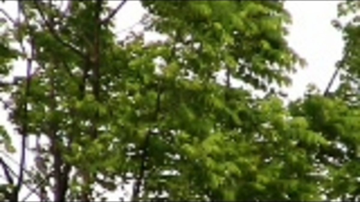 BBC Scotland - BBC Scotland, trees in wind