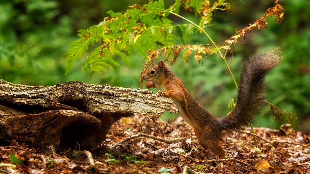 BBC Radio 4 - Open Country, Red Squirrels in Formby