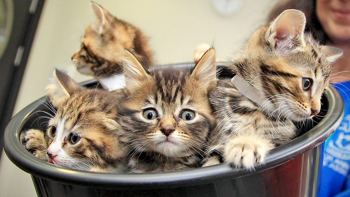 BBC Radio 4 Free Thinking, Should we keep pets?