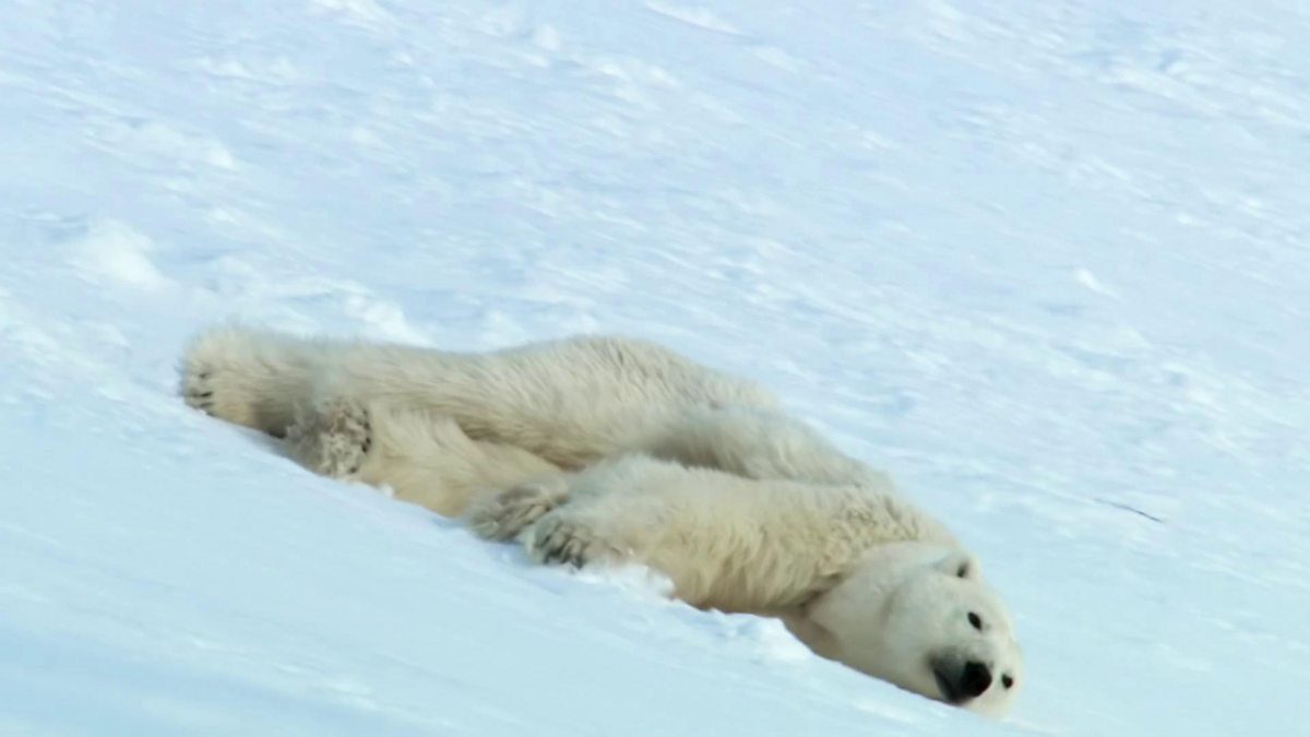 BBC One - Snow Bears, What walks up, must slide down