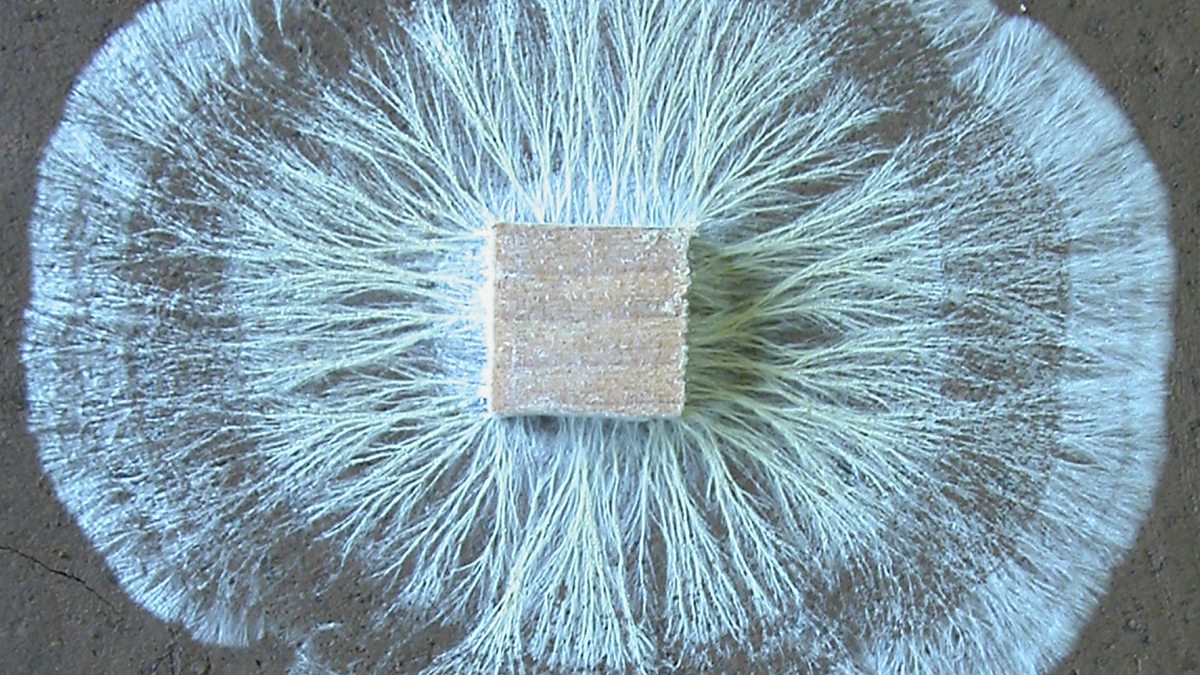 BBC World Service CrowdScience, Plants use fungi to communicate