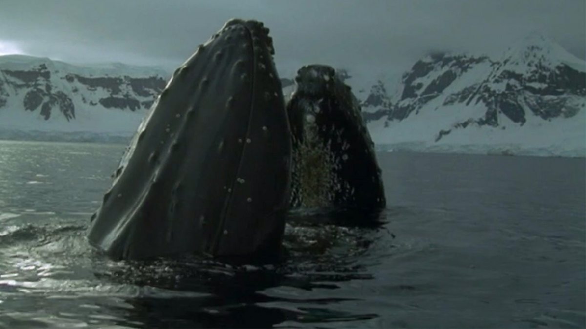 BBC One The Blue Planet Frozen Seas