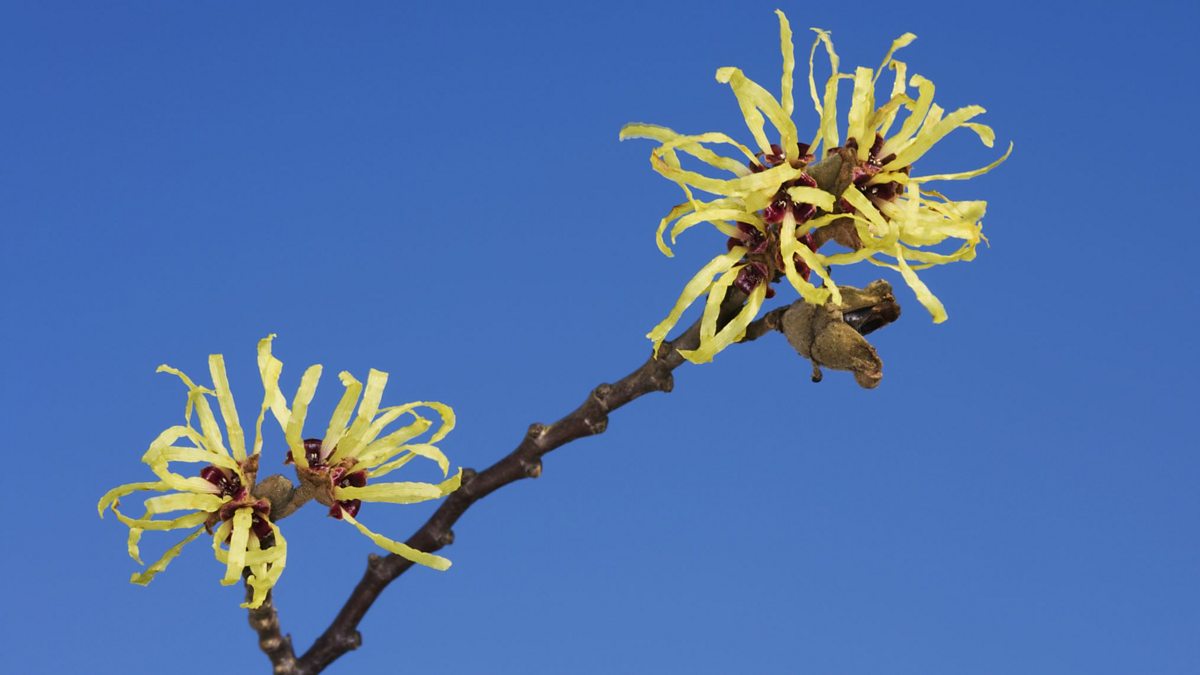 BBC Radio Ulster Gardeners' Corner Plants for Winter Scent