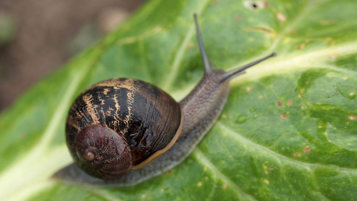 BBC Radio 4 - Natural Histories, Snail