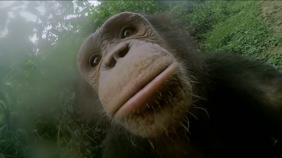 BBC One - Animals with Cameras, Series 1, Episode 1, Chimp cam captures