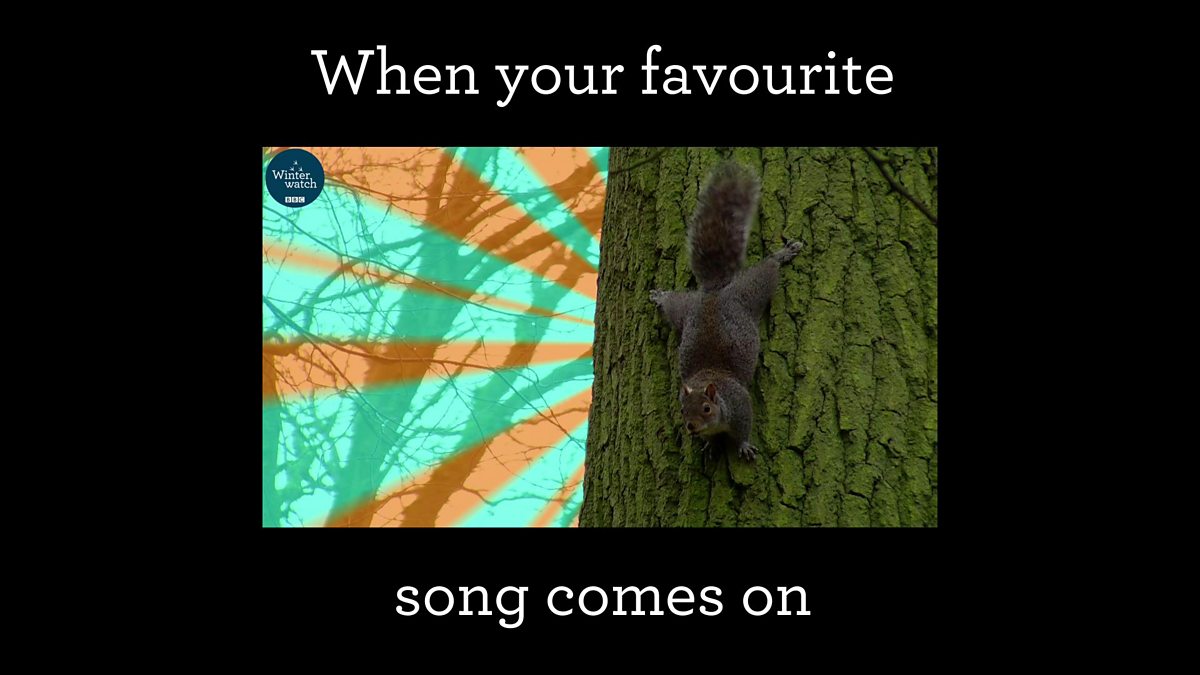 BBC Two - Winterwatch, Squirrel rave