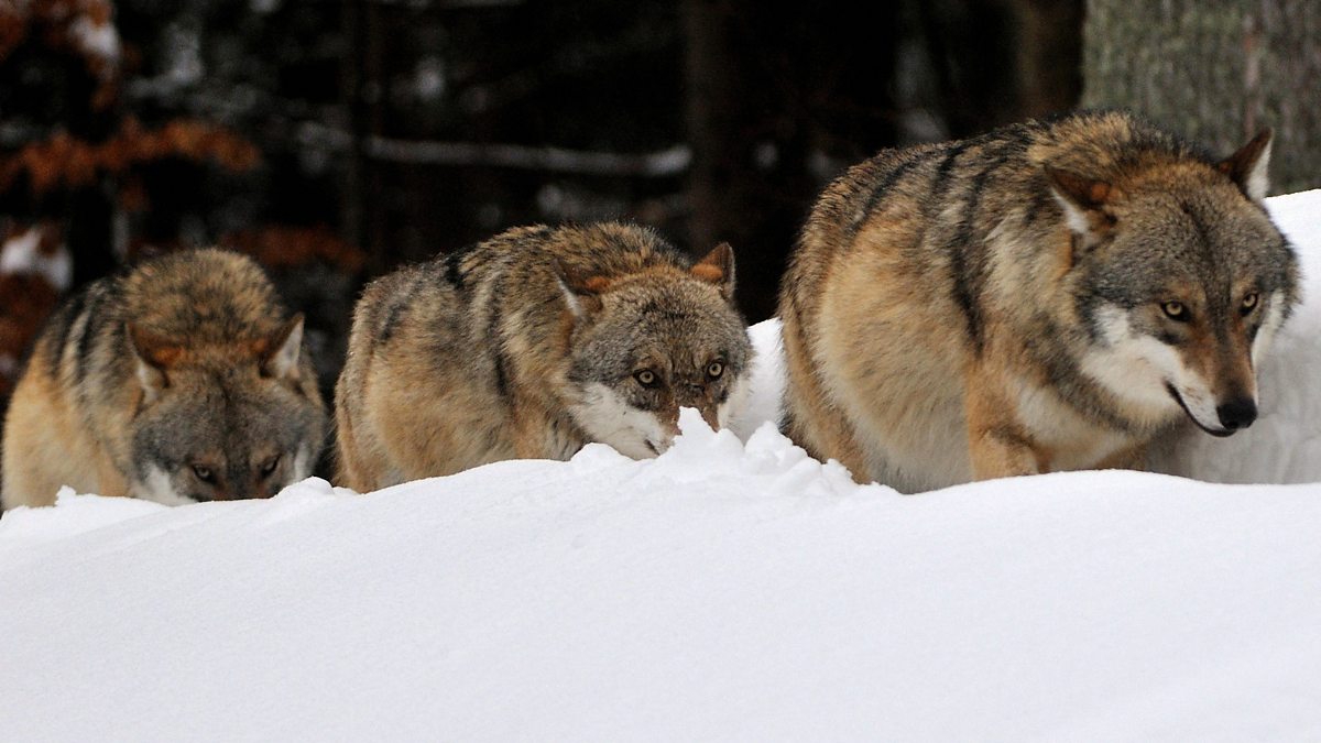 BBC Scotland - BBC Scotland - The controversial plan to bring wolves ...