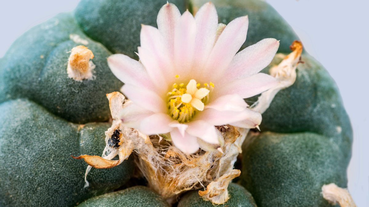 BBC Radio 4 Radio 4 in Four Seven of the most sacred plants in the