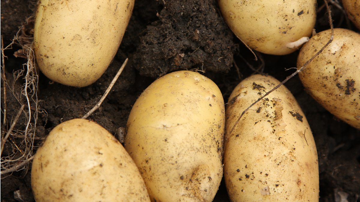 BBC Radio 4 Radio 4 in Four, What does Brexit mean for potatoes?